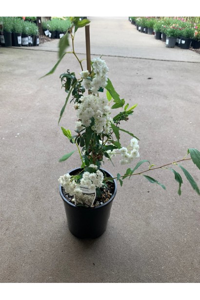 Спірея Ланцеата саджанець С3